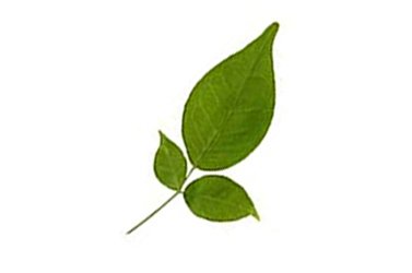 Vilvaa Leaves